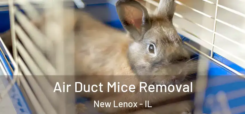 Air Duct Mice Removal New Lenox - IL